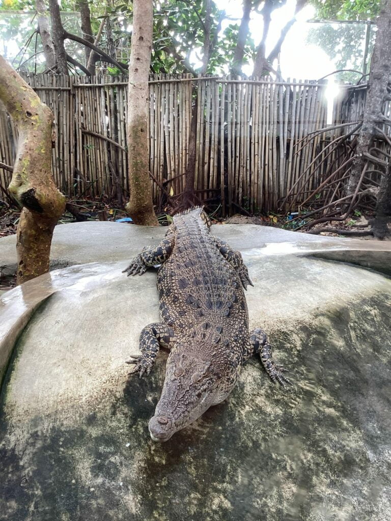 Cá sấu tại Viện Hải Dương Học