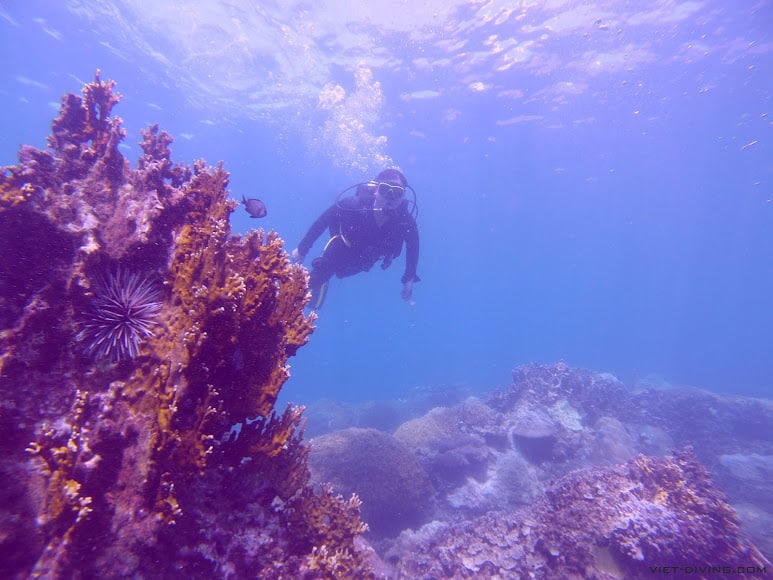 Khách lặn biển tại Hòn Mun