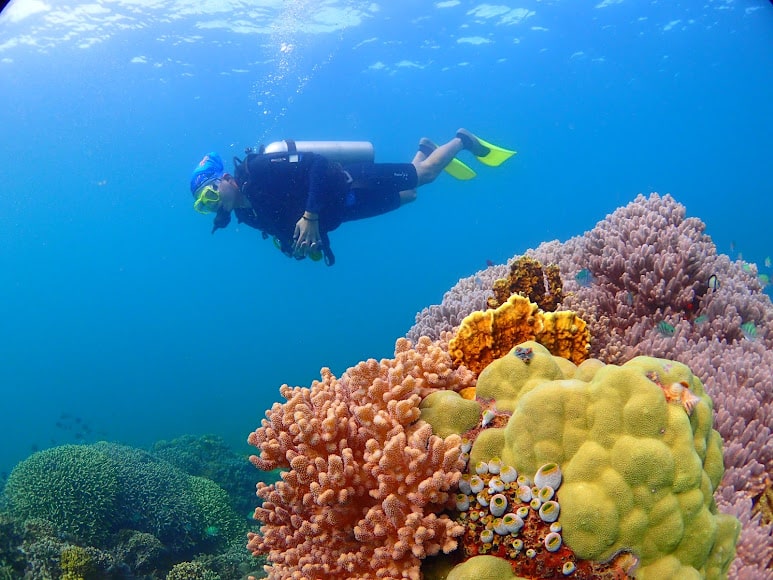 Lặn biển ngắm san hô Hòn Mun